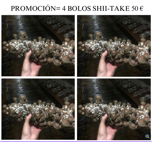 Promoción Shii-Take Bolo 4 unidades por 50 €