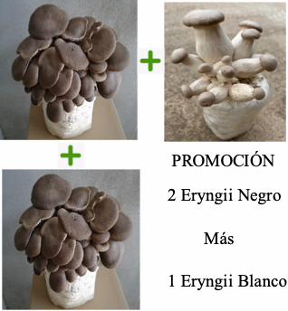 Promoción Eryngii