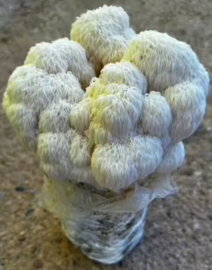 Melena de León GRATIS, si pagas tu compra por Transferencia Bancaria. Ver video tutorial pulsando en la foto.