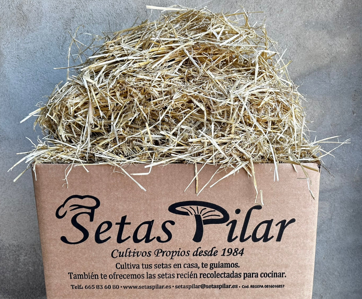 Paja para cultivar el micelio de setas o champiñones.