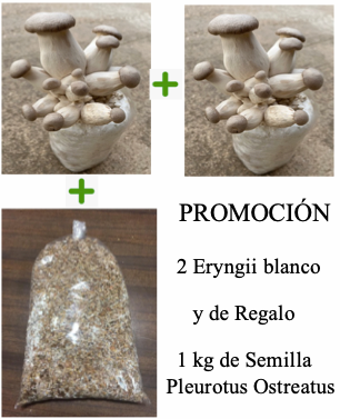 Eryngii + Regalo 1 kg Micelio Pleurotus Ostreatus 1KG puedes jugar a hacerte tu cultivo de setas.