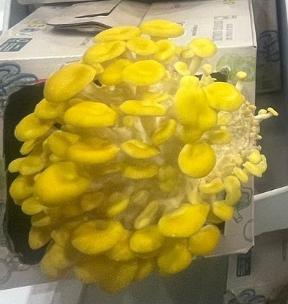 Seta Amarilla. Pleurotus Citrinopileatus Bio.