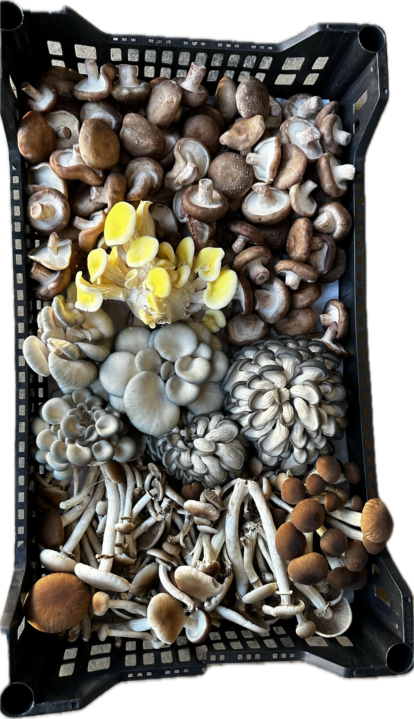 VARIADO DE SETAS GOURMET 1 Kg