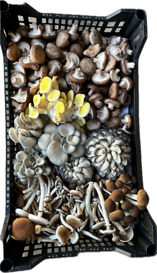 VARIADO DE SETAS GOURMET 1 Kg