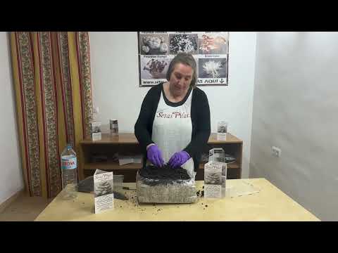 Combinado "Champiñón 6kg + Portobello 6kg". Ver video tutorial pulsando en la foto.