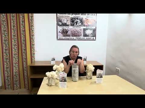 Melena de León GRATIS, si pagas tu compra por Transferencia Bancaria. Ver video tutorial pulsando en la foto.