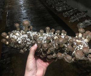 Bala/Alpaca Shii-Take Germinada 1,6 Kg