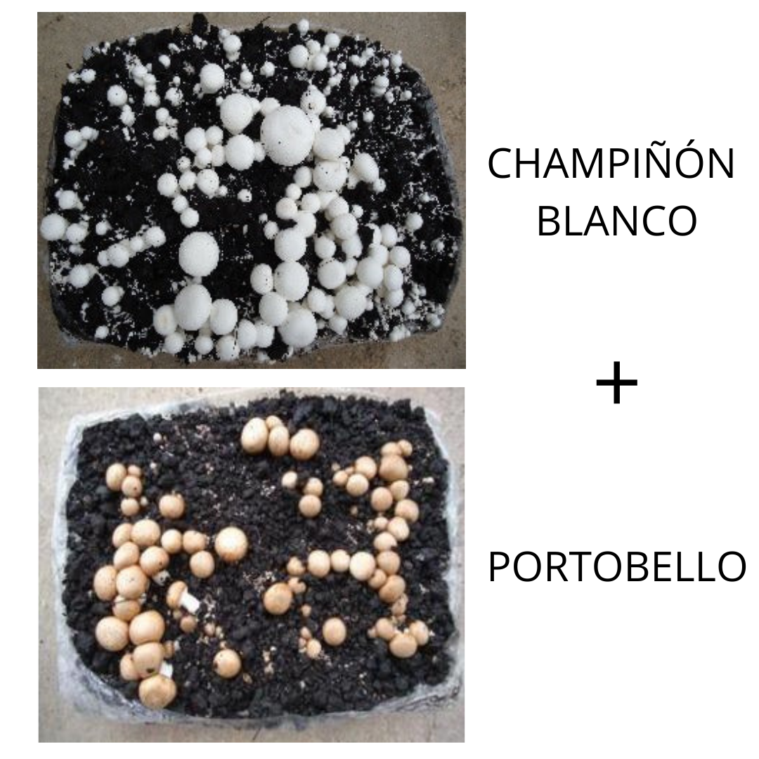 Combinado "Champiñón 6kg + Portobello 6kg". Ver video dentro.