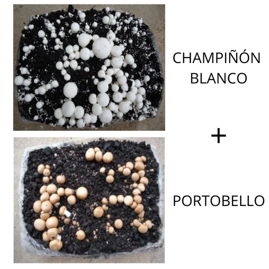 Combinado "Champiñón 6kg + Portobello 6kg". Ver video tutorial pulsando en la foto.