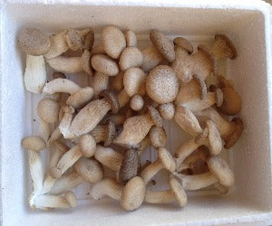 SETAS PLEUROTUS ERYNGII Kg