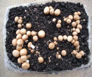 Combinado "Champiñón 6kg + Portobello 6kg".