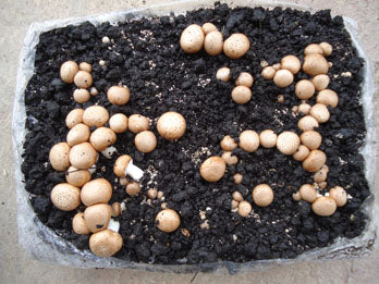 Bala/Alpaca Champiñón Portobello Germinada Grande 60X40X20 cms 15 kg aprox+ Turba de cobertura de REGALO. Ver video tutorial pulsando en la foto..