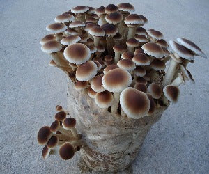 Bala/Alpaca Chopo Ecológica Germinada 4 Kg.