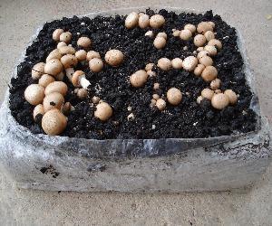 Bala/Alpaca Champiñon Portobello ECO 6kg + Turba. Ver video tutorial pulsando en la foto.