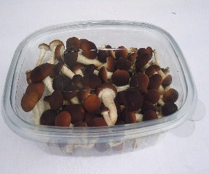 SETAS CHOPO PEQUEÑA Kg