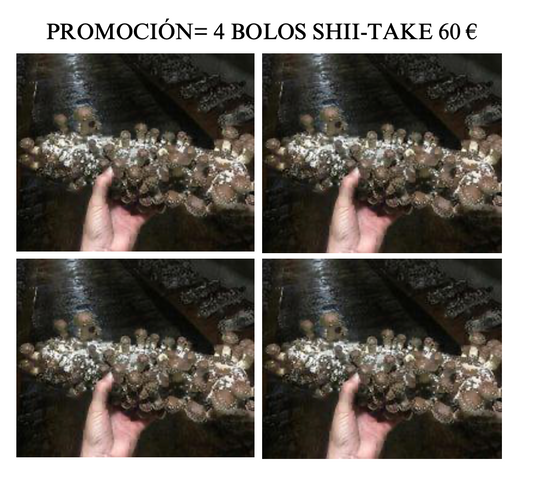 Promoción Shii-Take Bolo 4 unidades por 60 €