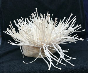 ENOKI-TAKE ECOLOGICO 1KG