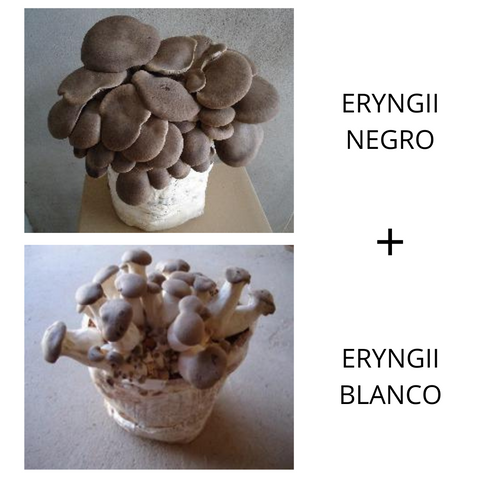 Combinado "Eryngii Negro + Eryngii Blanco"