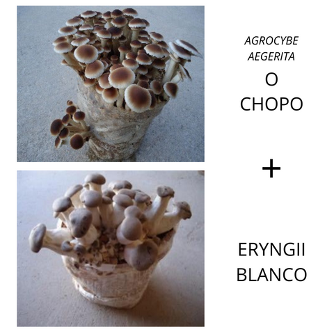 Combinado "Chopo + Eryngii Blanco"