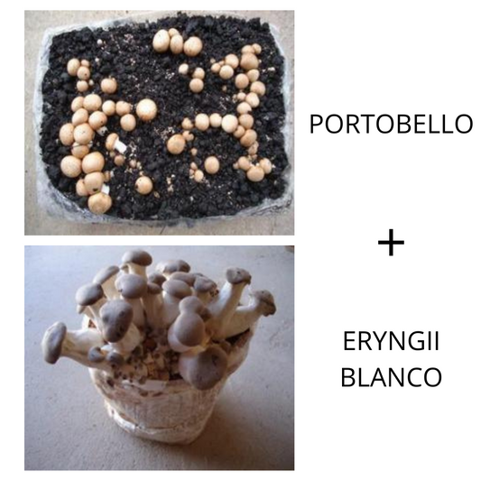 Combinado "Portobello + Eryngii Blanco"
