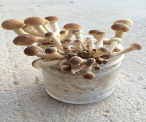 CHOPO BABY ECOLÓGICA GERMINADA
