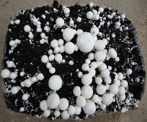 Bala/Alpaca Champiñón Blanco 6 Kg + Turba y Semillas de Setas de REGALO