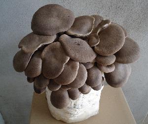 Bala/Alpaca Pleurotus Eryngii Negro Ecológica Germinada 4 Kg