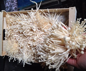 SETAS ENOKI-TAKE 1 kg