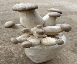Bala/Alpaca Pleurotus Eryngii Blanco Germinada 1,5 Kg + Semillas de Setas de REGALO