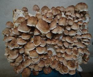 Bala/Alpaca de cultivo Shii-Take ECOLÓGICO "Lentinula Edodes" Germinada 45x23x23 11 Kg aprox.+ Semillas de Setas de REGALO