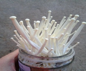 ENOKI-TAKE Pequeño ECOLÓGICO GERMINADA