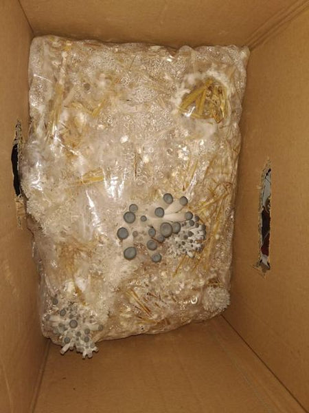 Micelio o Semillas de setas Pleurotus Ostreatus 1KG
