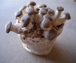 Bala/Alpaca Pleurotus Eryngii Blanco Ecológica Germinada 4 Kg