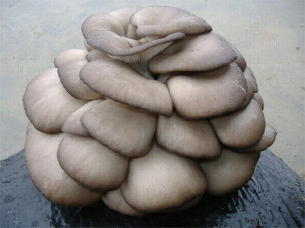 Bala/Alpaca de cultivo de setas Pleurotus Ostreatus o Cardo 60x40x20 cms, 17 kgs aprox. + Semillas de Setas de REGALO