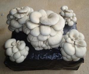 Bala/Alpaca de cultivo de setas Pleurotus Ostreatus o Cardo 60x40x20 cms, 17 kgs aprox. + Semillas de Setas de REGALO