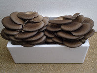 Bala/Alpaca de cultivo de setas Pleurotus Ostreatus o Cardo 60x40x20 cms, 17 kgs aprox. + Semillas de Setas de REGALO